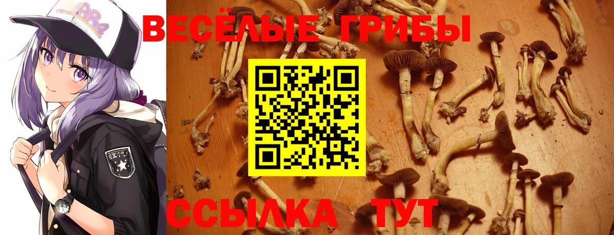 Галлюциногенные грибы Cubensis Новоалтайск