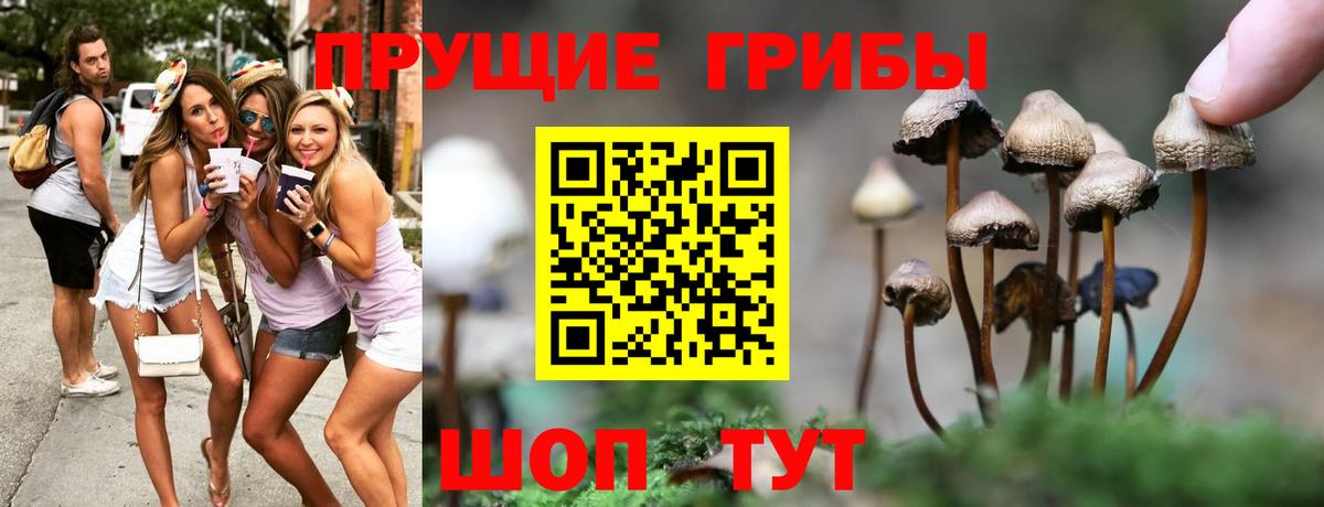 Псилоцибиновые грибы мухоморы  Новоалтайск  Псилоцибиновые грибы Psilocybine cubensis 
